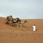 Camels