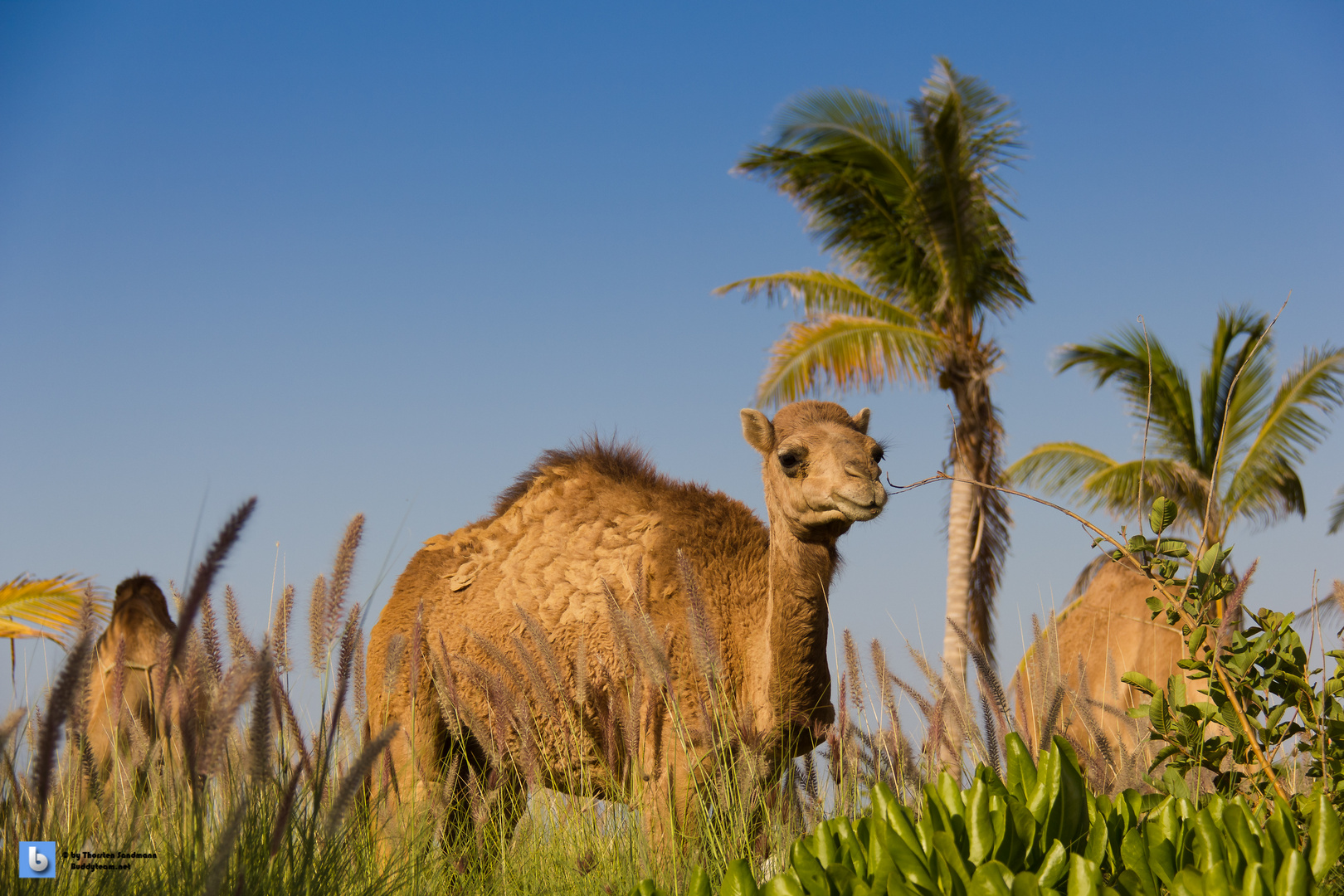 Camels