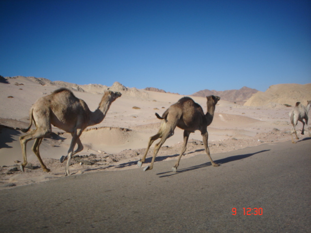 camels