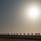 Camels