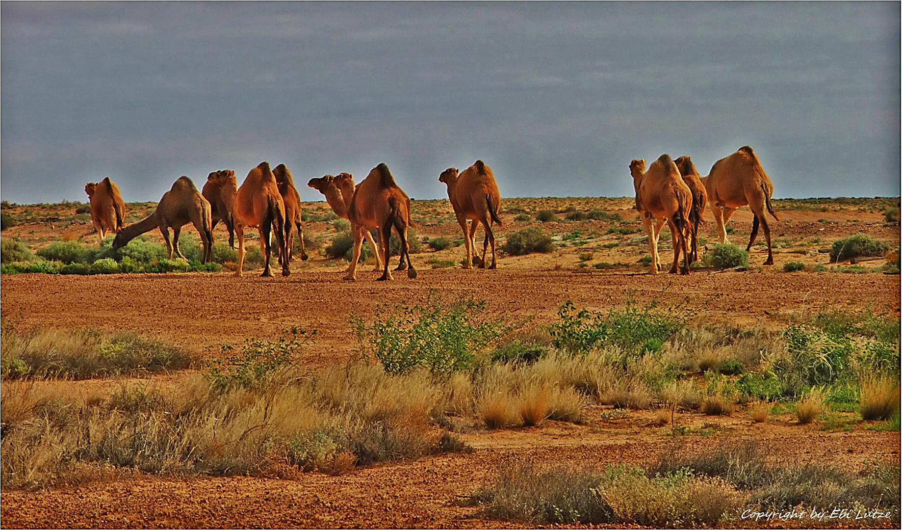 * Camels at Anna Station *