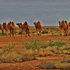 * Camels at Anna Station *