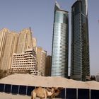 Camels at JBR