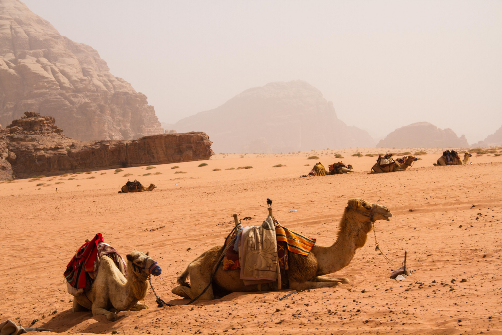 Camels at Wadi Rum 