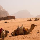 Camels at Wadi Rum 