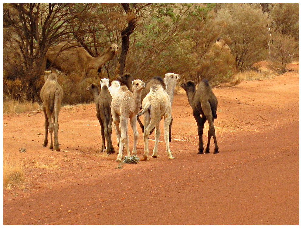 Camels