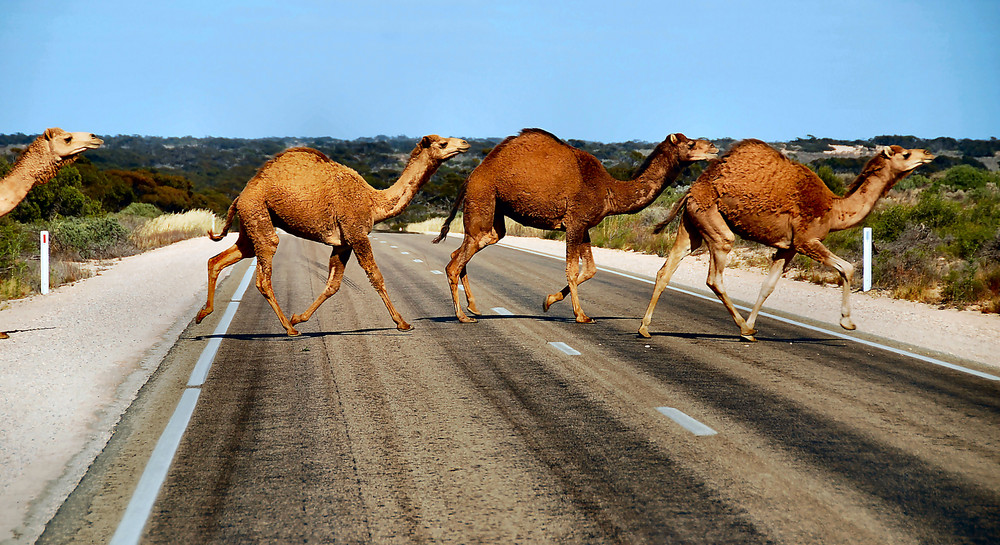 camels… camels…
