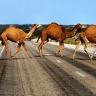 camels… camels…