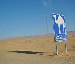 Camels Crossing