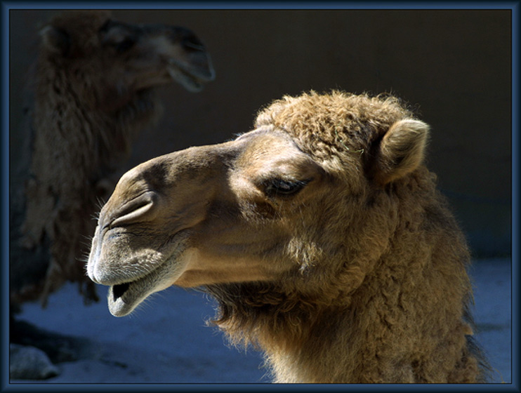 Camels