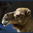 Camels