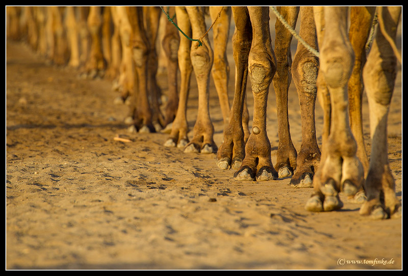 Camels