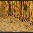 Camels