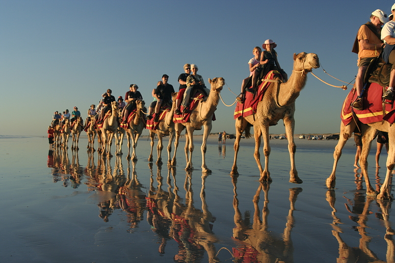 Camels in Broome