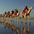 Camels in Broome