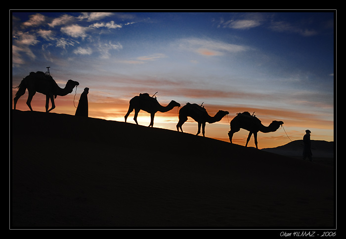 Camels in Sahara