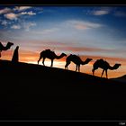 Camels in Sahara