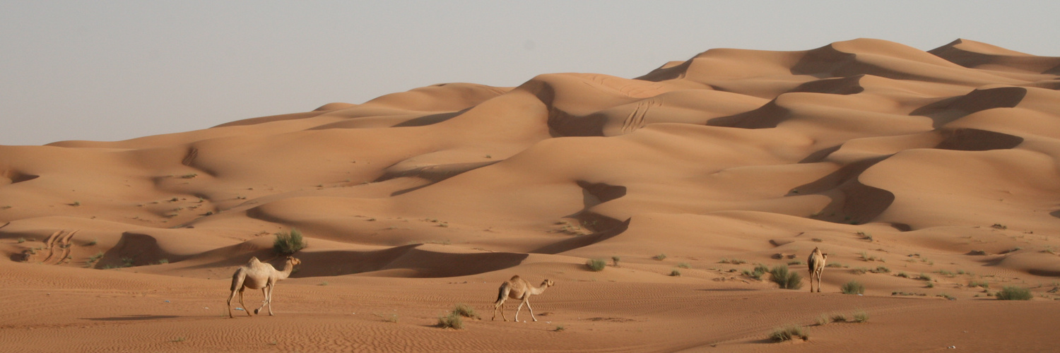 camels in the desert