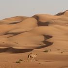 camels in the desert