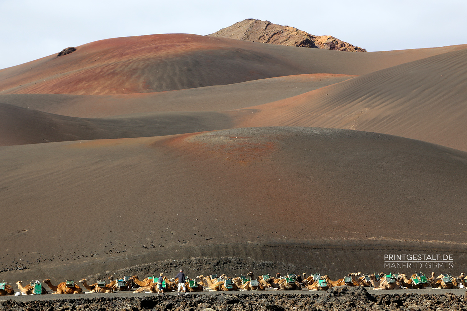 Camels in the red