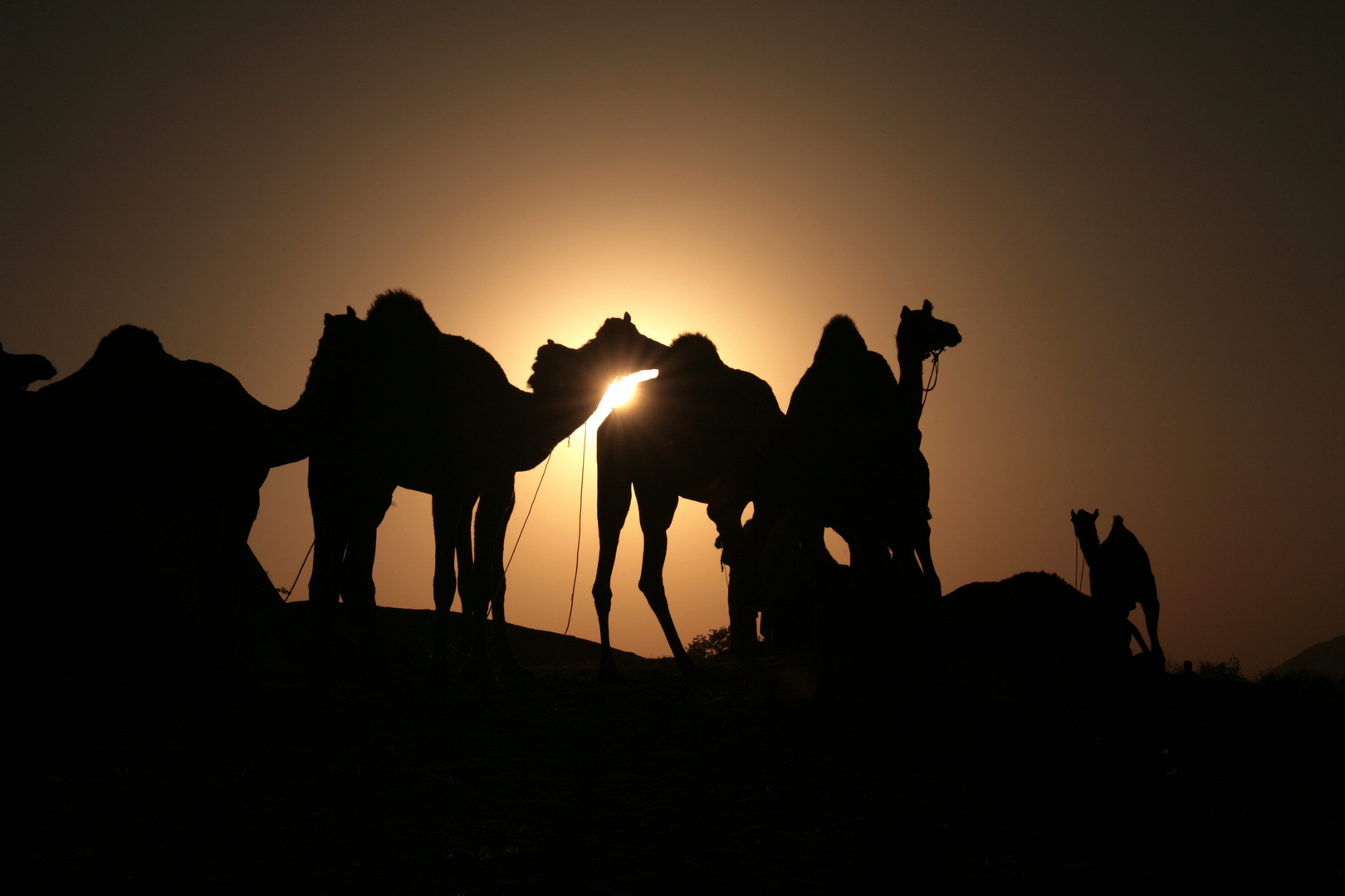 camels in the sun