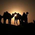 camels in the sun