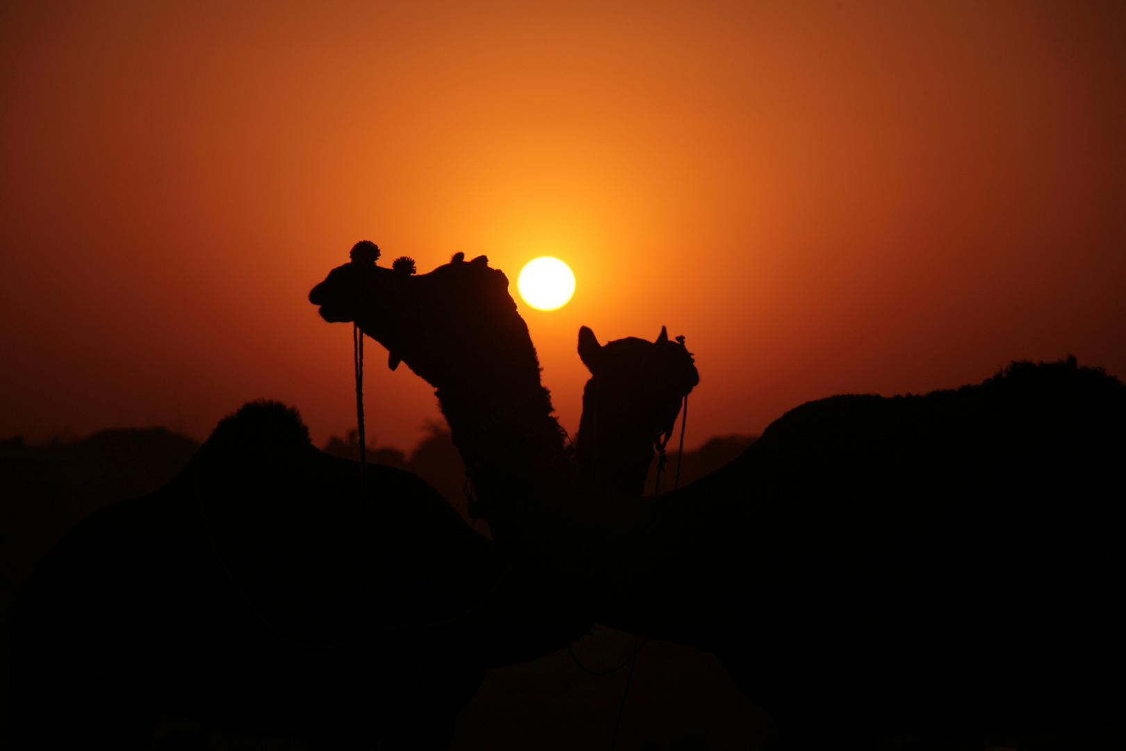 camels in the sun - Thar/Rajasthan