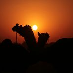 camels in the sun - Thar/Rajasthan