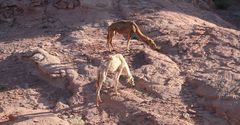 Camels in Wadi Rum