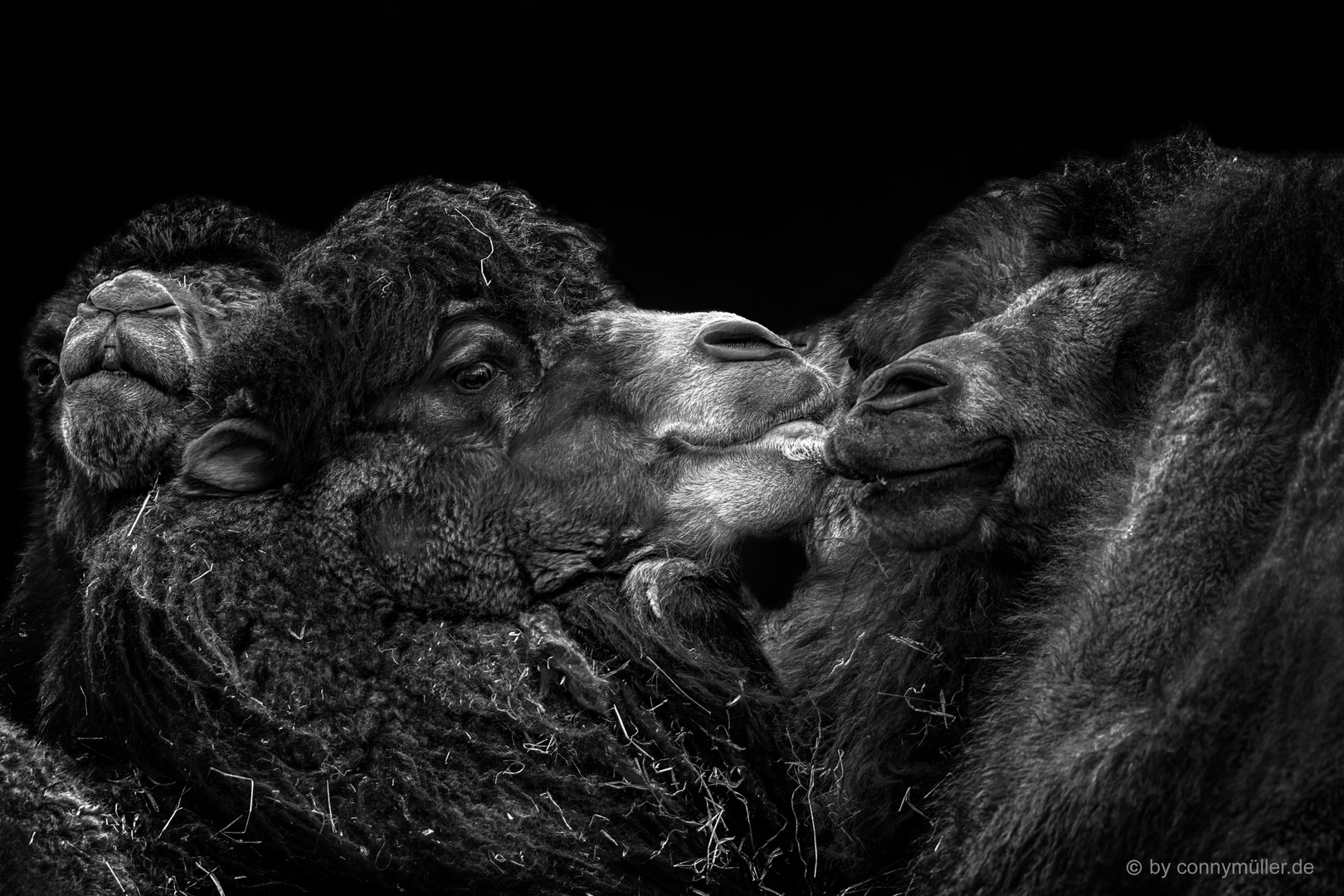 Camel's Kiss