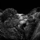 Camel's Kiss