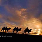 Camels on China Bashang Prarie