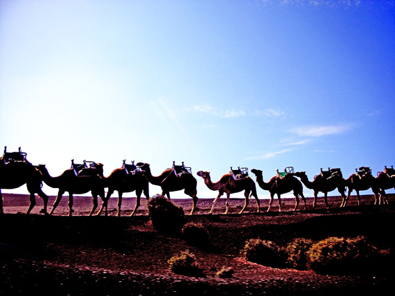 Camels on Lanzarote