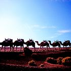 Camels on Lanzarote