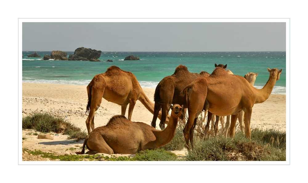 camels on the beach