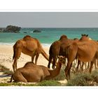 camels on the beach