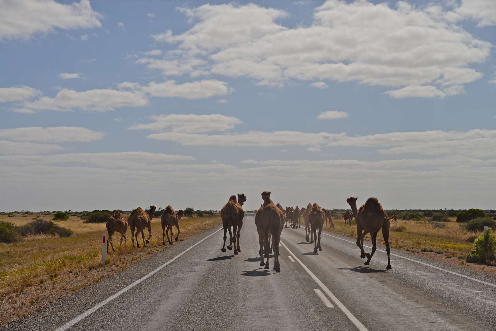 Camels on the Nullabore Plain Eyre Hwy