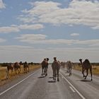 Camels on the Nullabore Plain Eyre Hwy