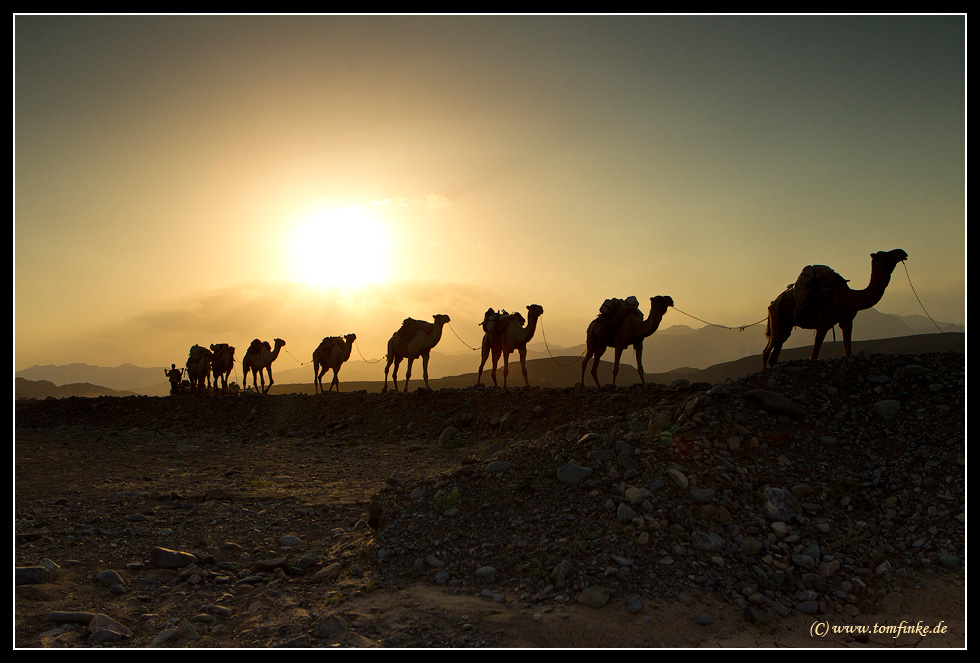 Camels on tour