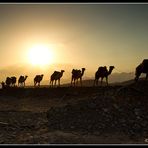 Camels on tour