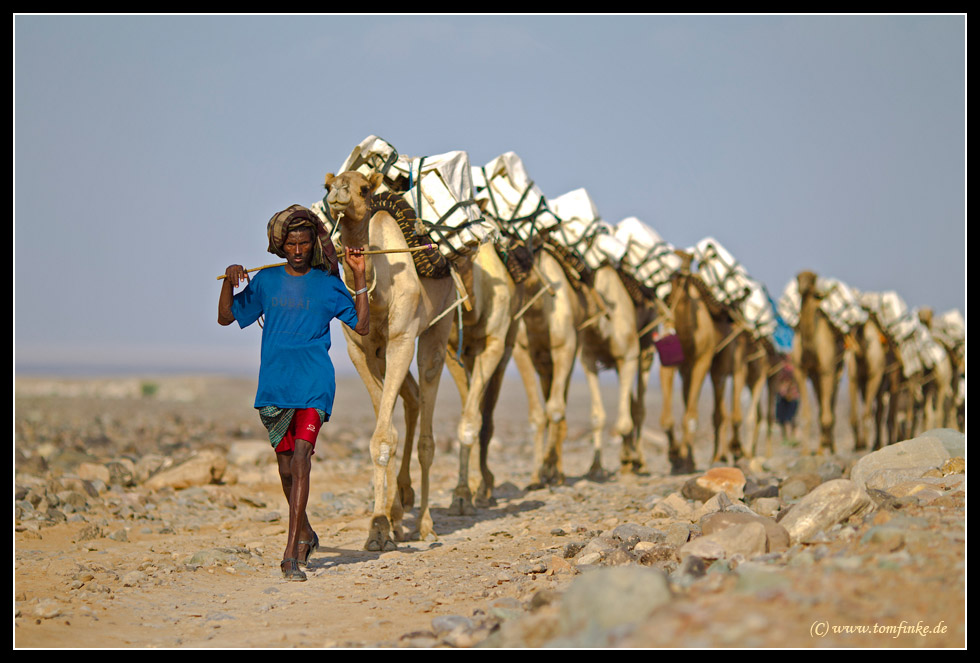 Camels on tour (Part II)