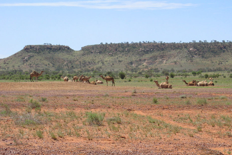 Camel's Rest Stop