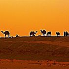 Camels Under the Sakkara Sun