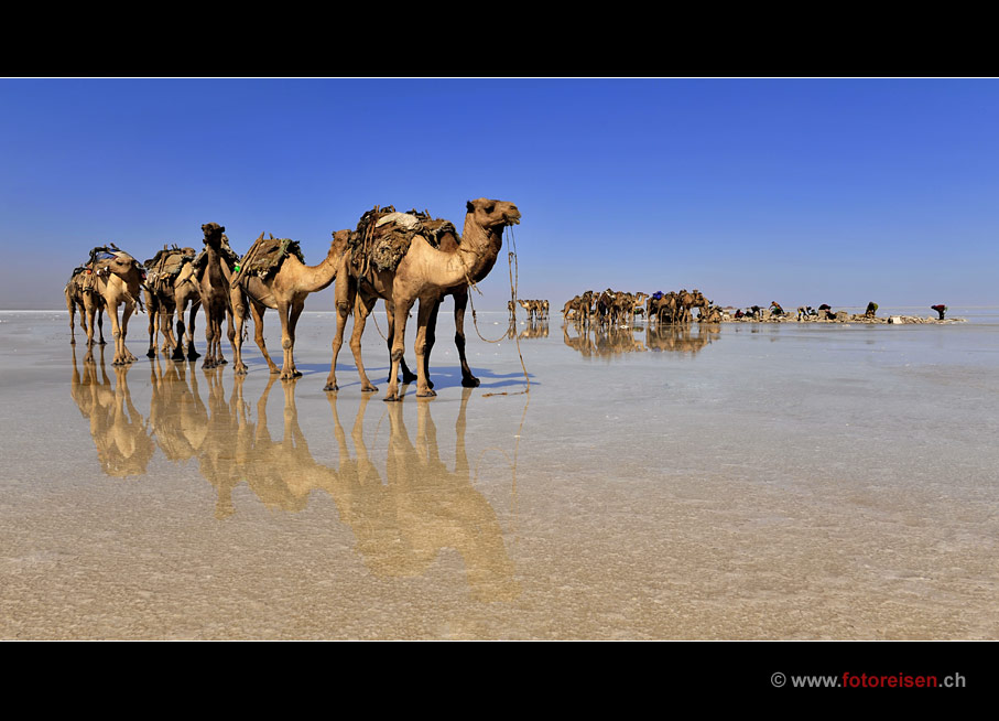 Camelsgeduld