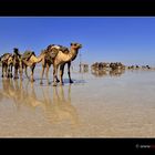 Camelsgeduld