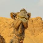 camelstroke