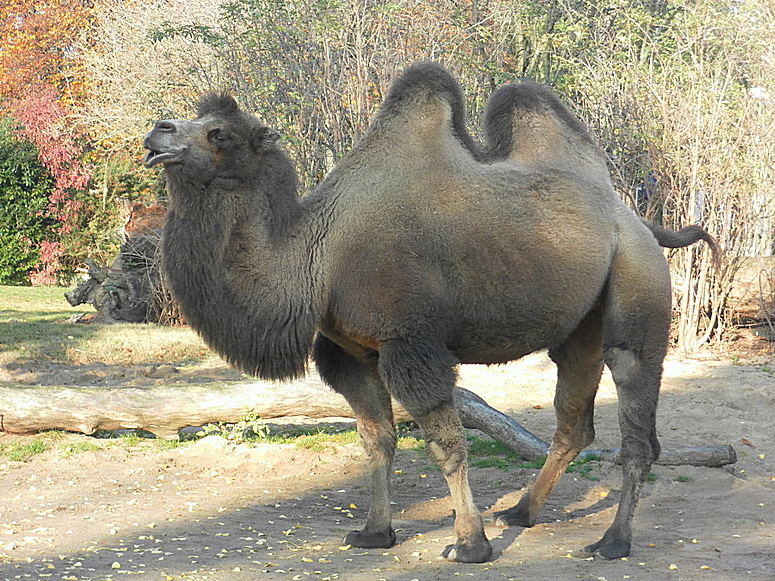 Camelus bactrianus