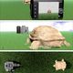 camera with turtle