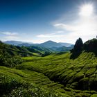 Cameron Highland Malaysia