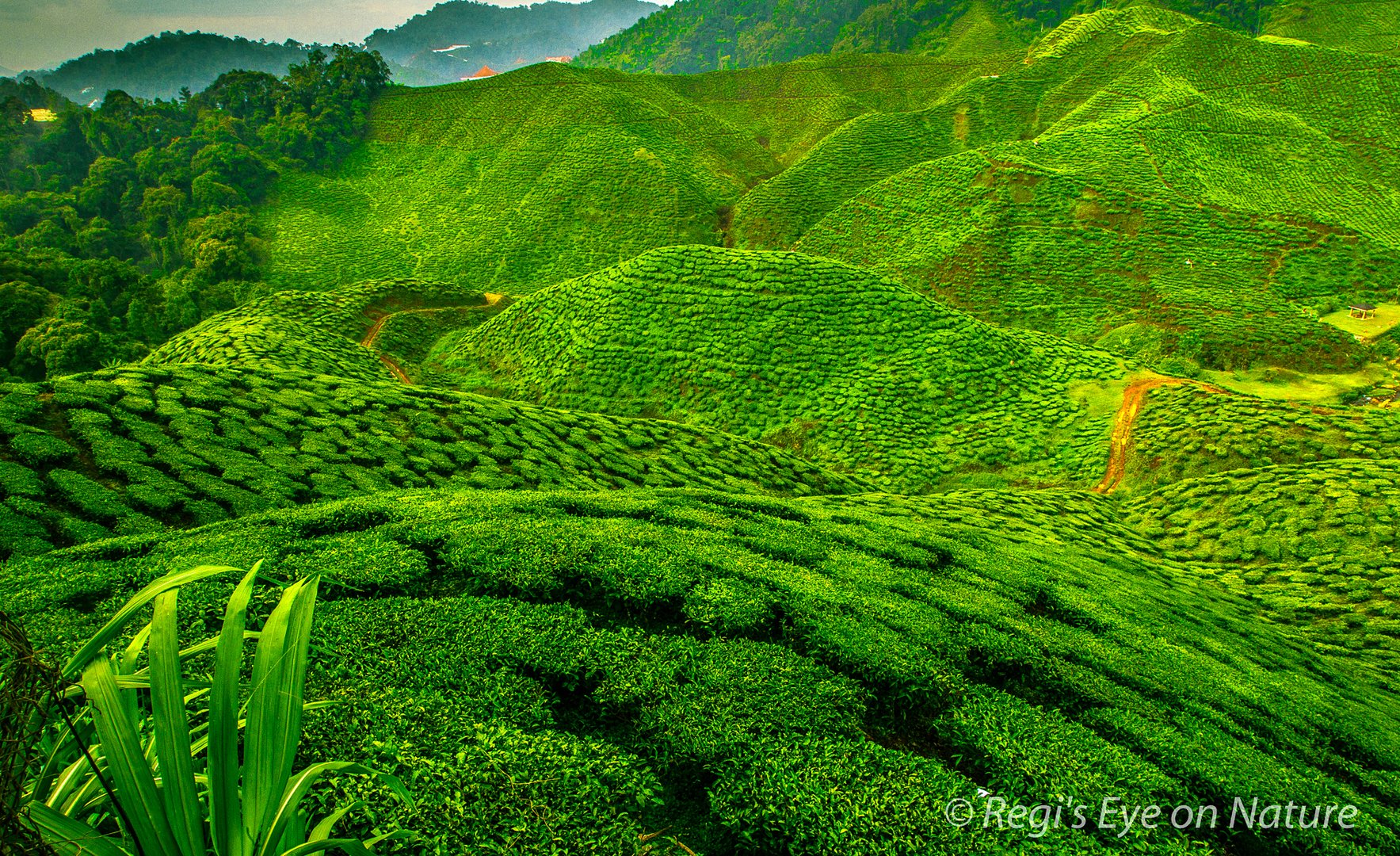 Cameron Highlands